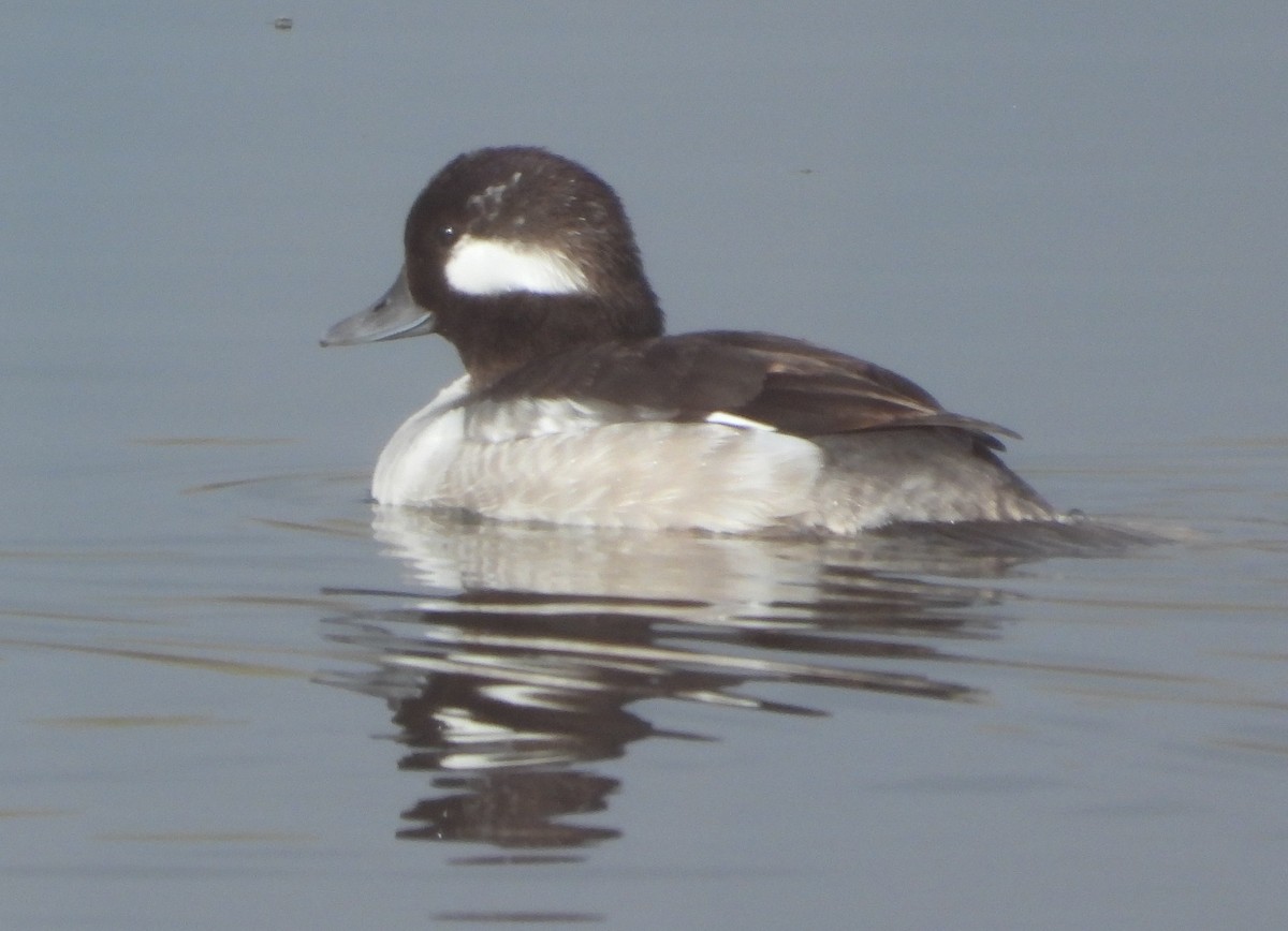 Bufflehead - Rodney Macready