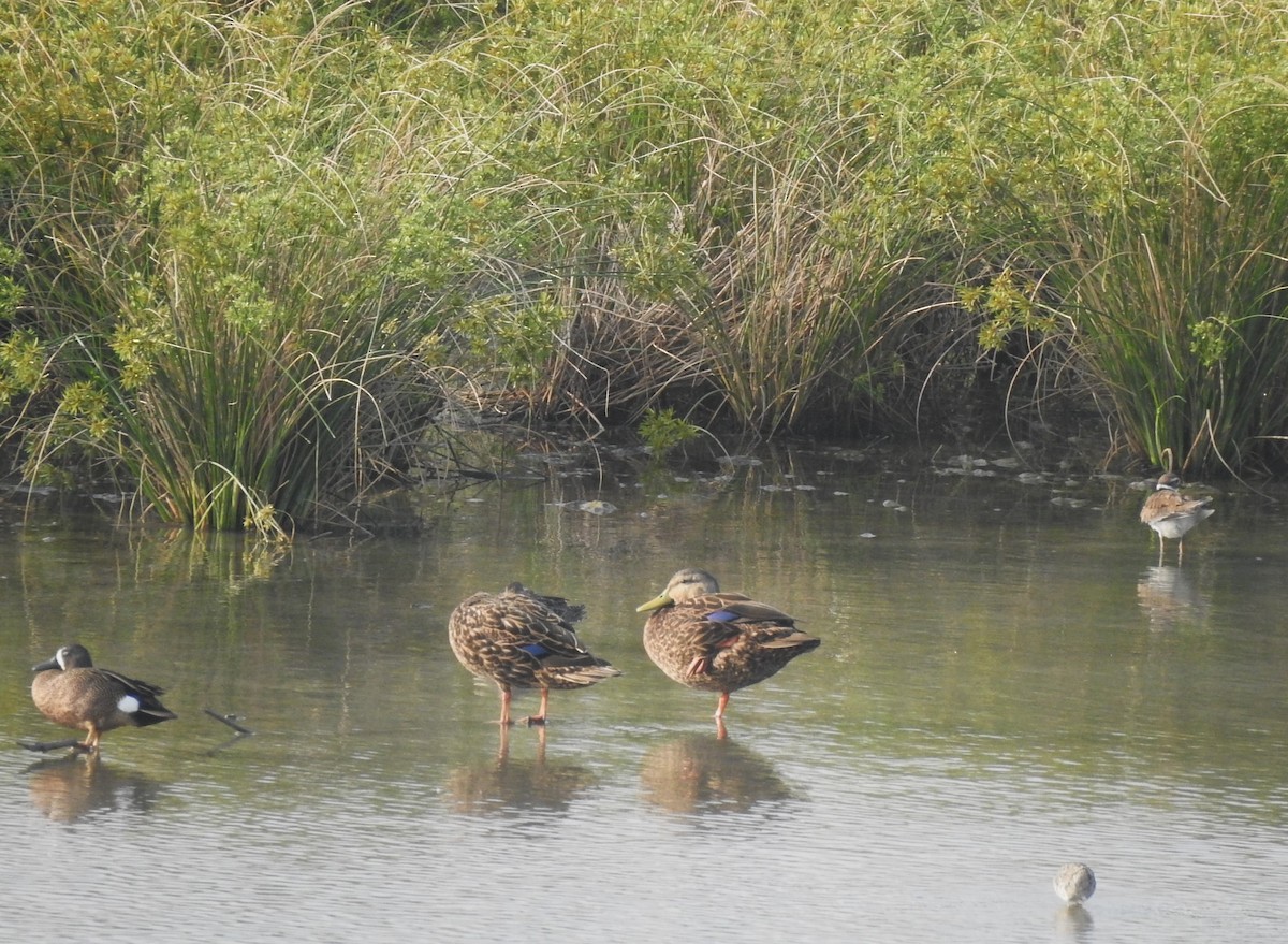 Mottled Duck - ML618350008