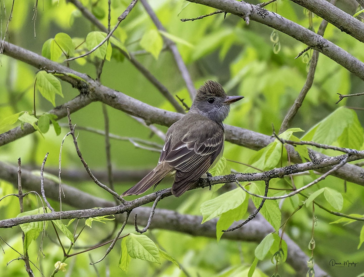 Great Crested Flycatcher - ML618350029