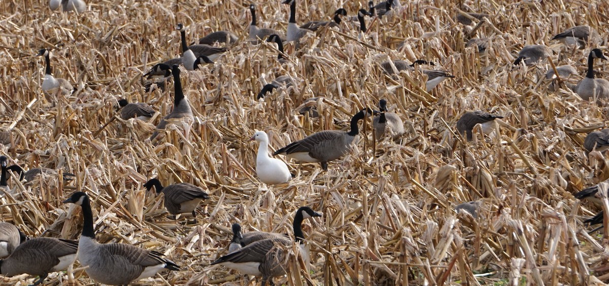 Ross's Goose - Hudson Moore