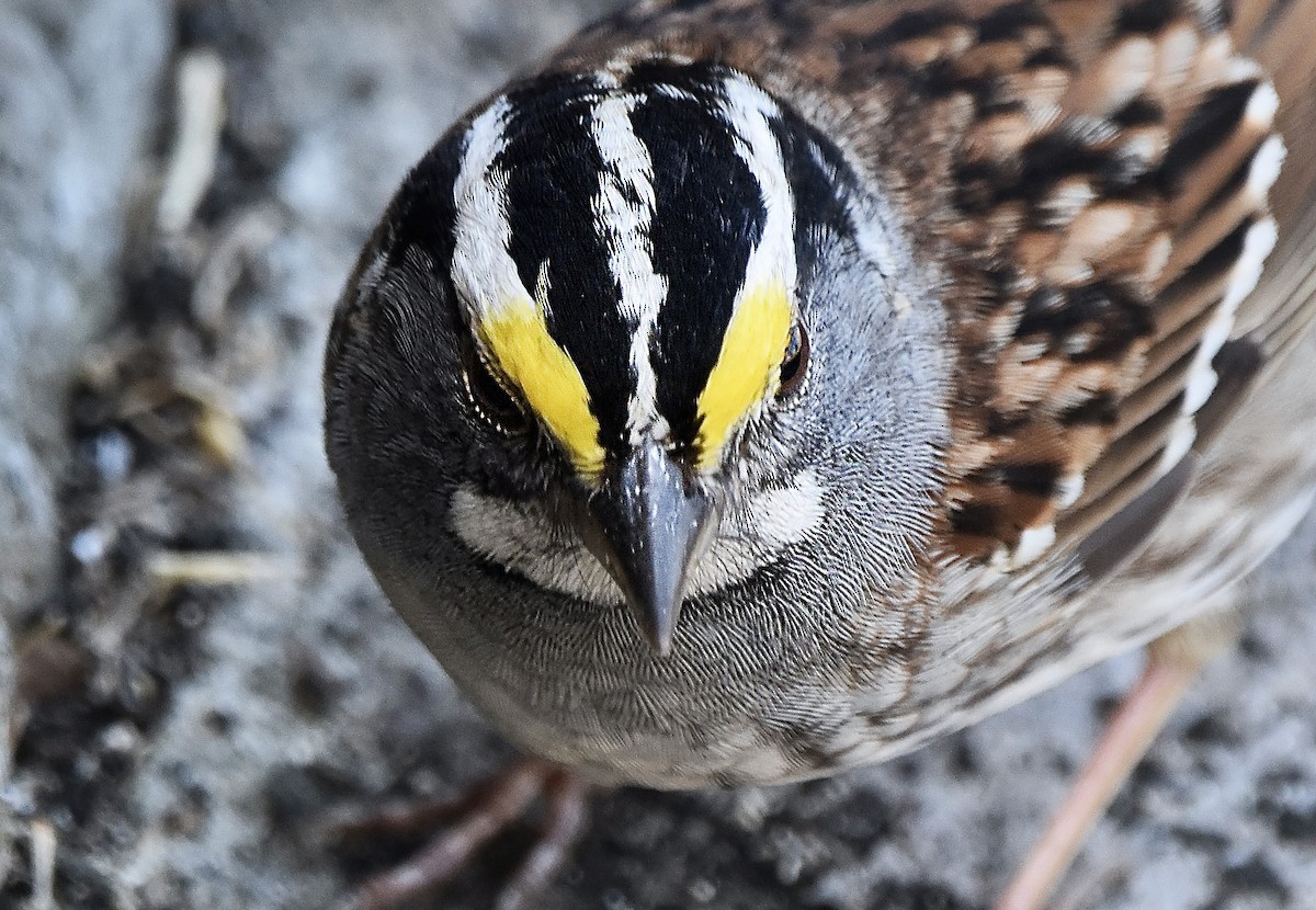 White-throated Sparrow - Eva Bottelli