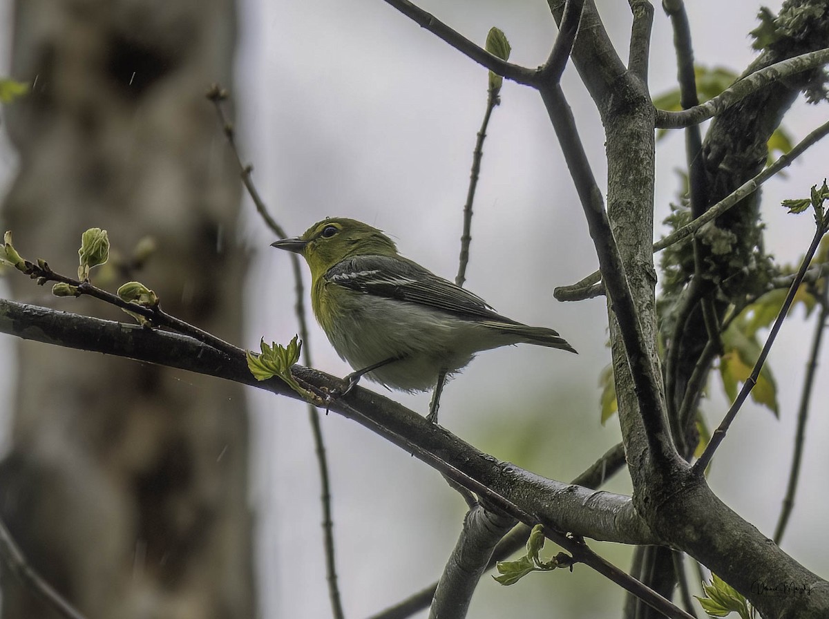 Sarı Gerdanlı Vireo - ML618350075