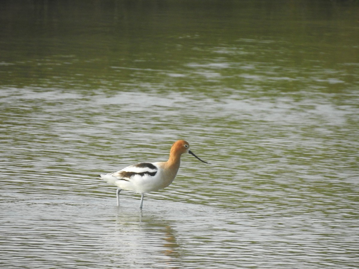 Avoceta Americana - ML618350086