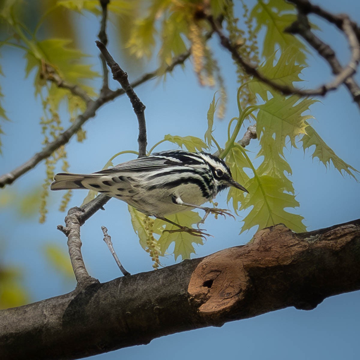 Black-and-white Warbler - ML618350088
