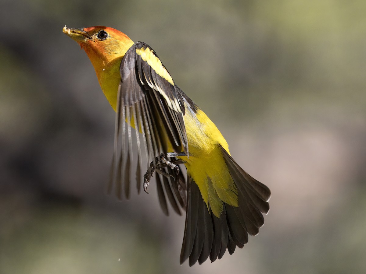 Western Tanager - Katie Ng