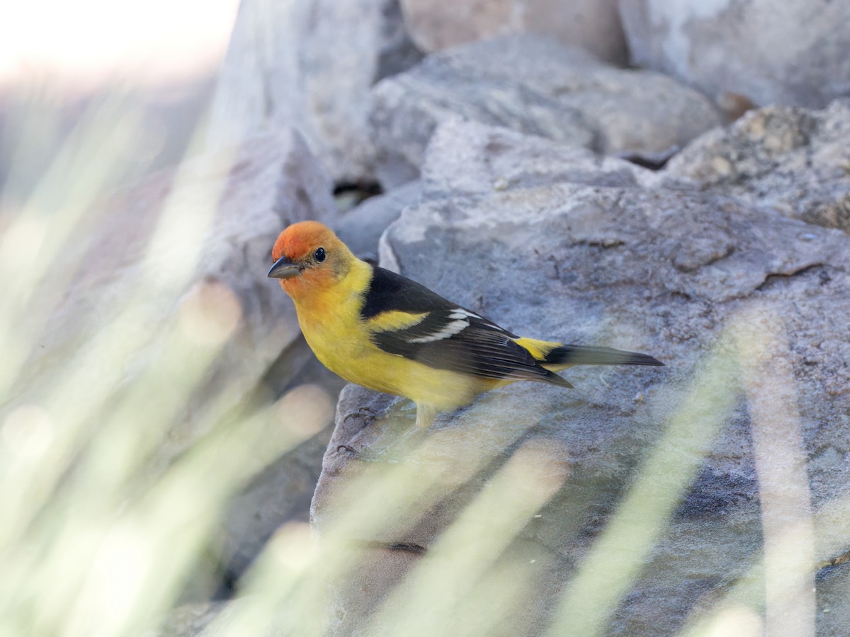 Western Tanager - Katie Ng