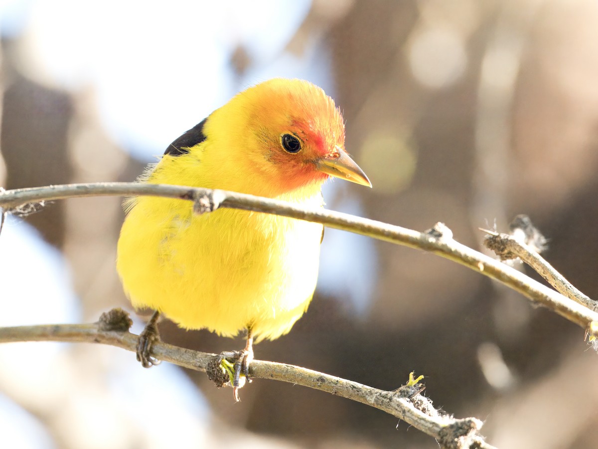 Western Tanager - Katie Ng