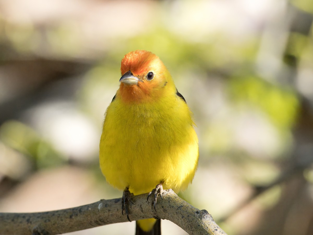 Western Tanager - Katie Ng