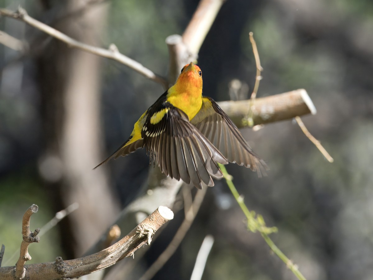 Western Tanager - Katie Ng