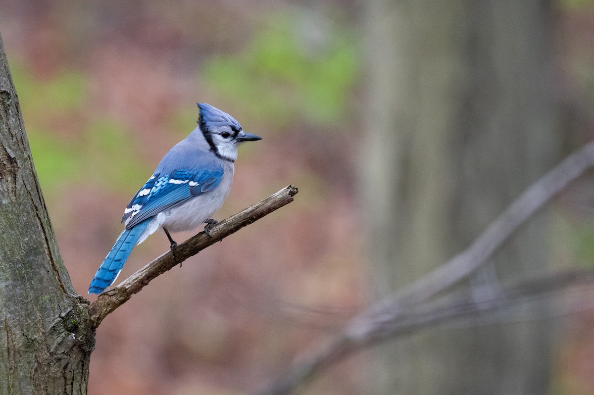 Blue Jay - Isaac Boardman