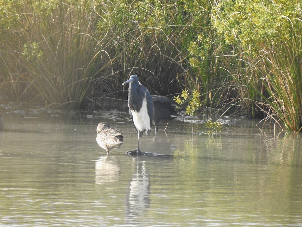 Tricolored Heron - ML618350121