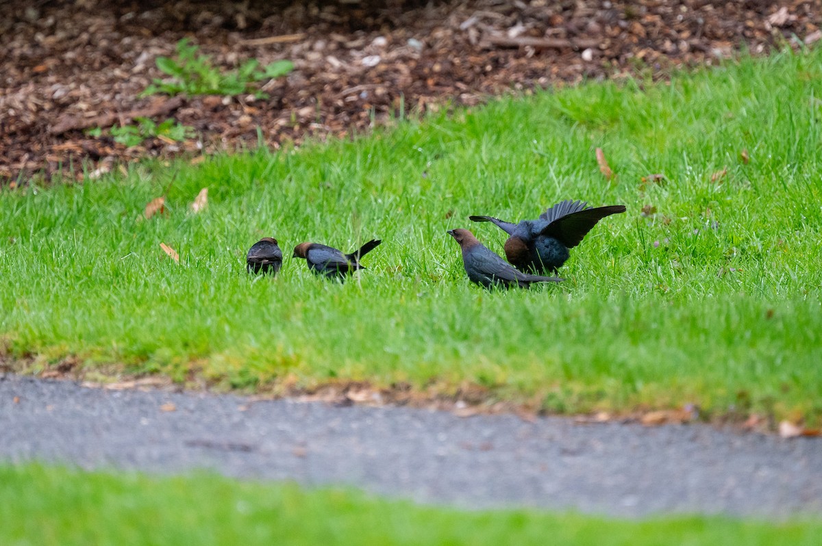 Brown-headed Cowbird - ML618350126