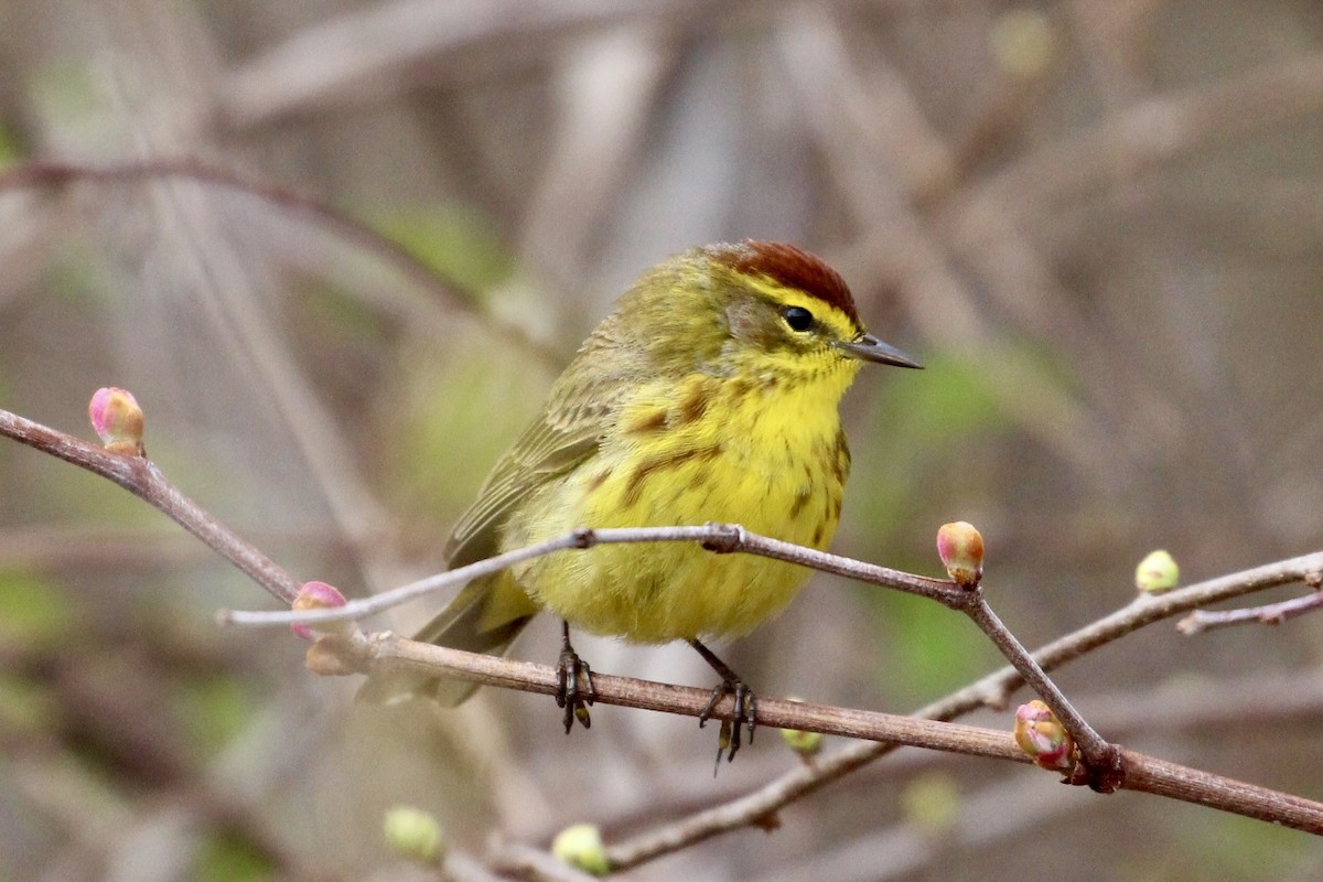 Paruline à couronne rousse - ML618350130