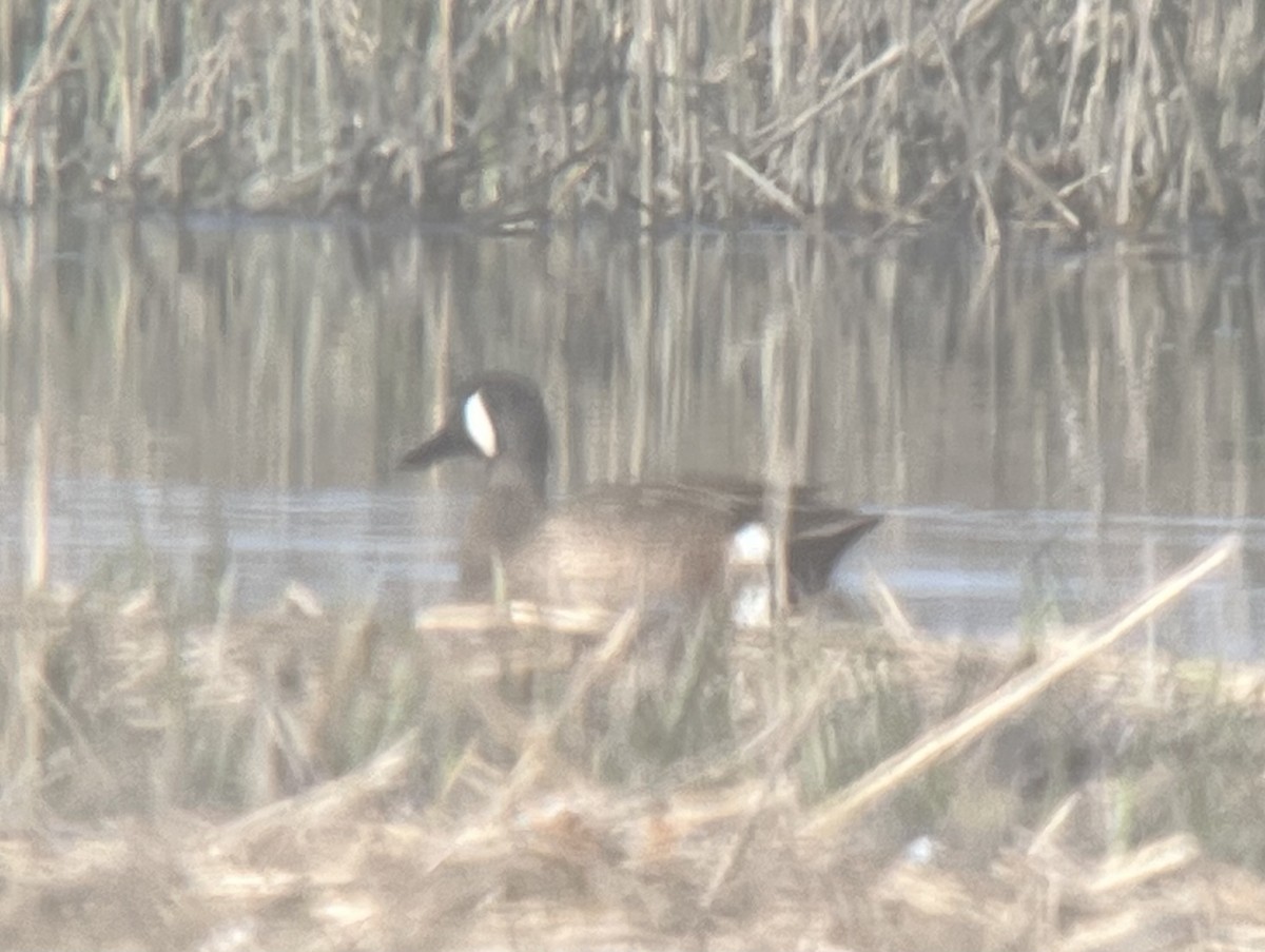 Blue-winged Teal - Paul  McPartland