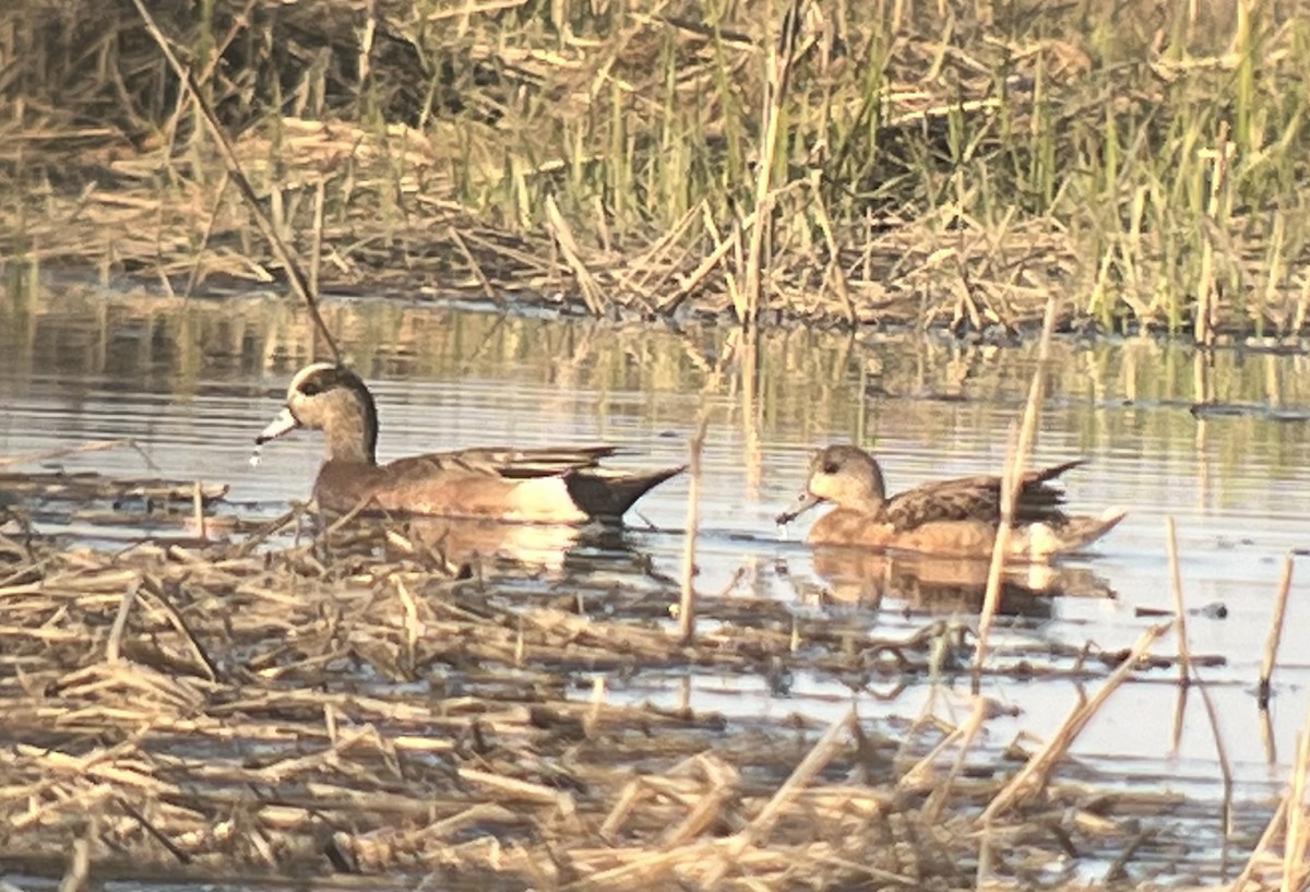 American Wigeon - Paul  McPartland