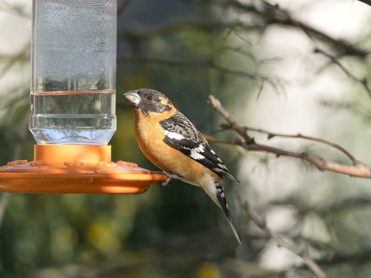 Black-headed Grosbeak - ML618350191