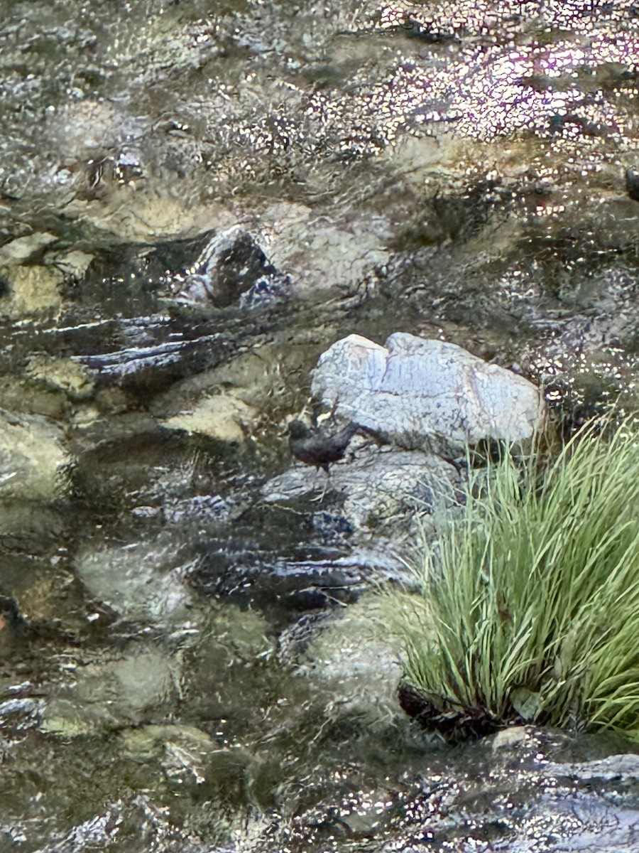 American Dipper - ML618350198