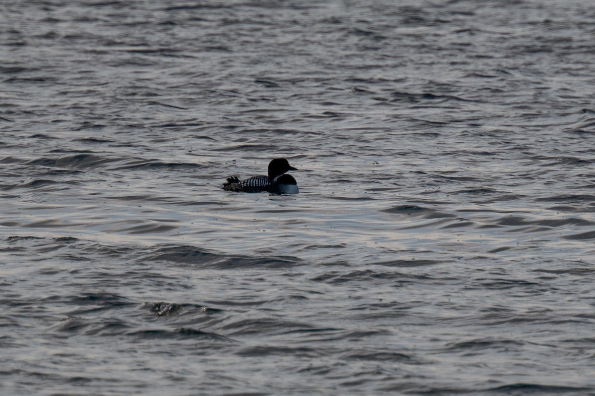 Common Loon - ML618350202