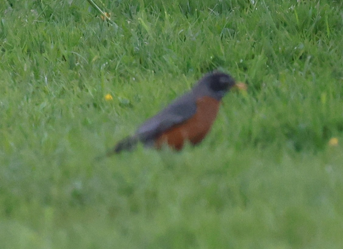 American Robin - burton balkind