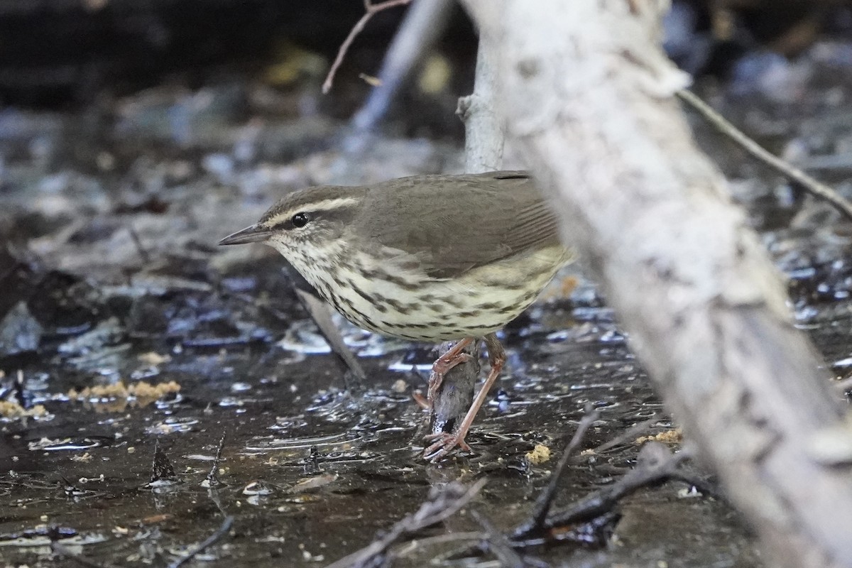 Northern Waterthrush - Greg Hertler