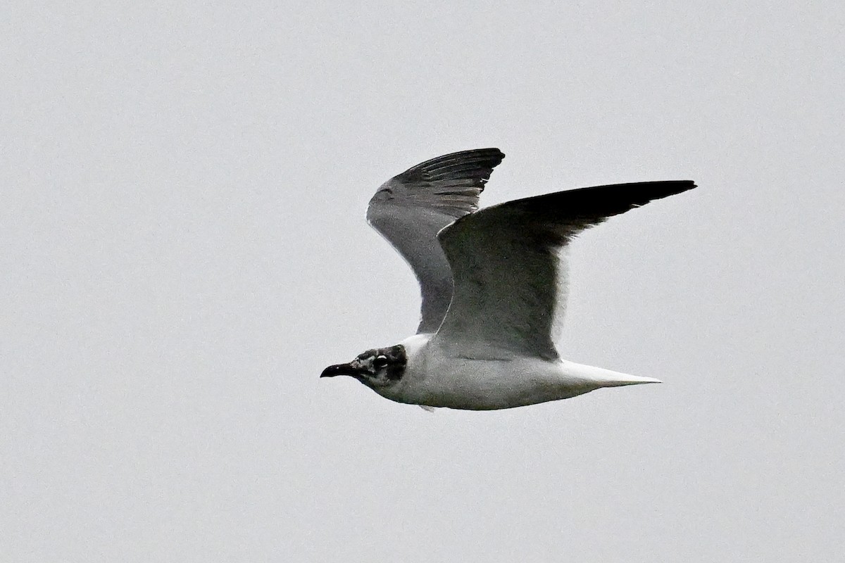 Gaviota Guanaguanare - ML618350237