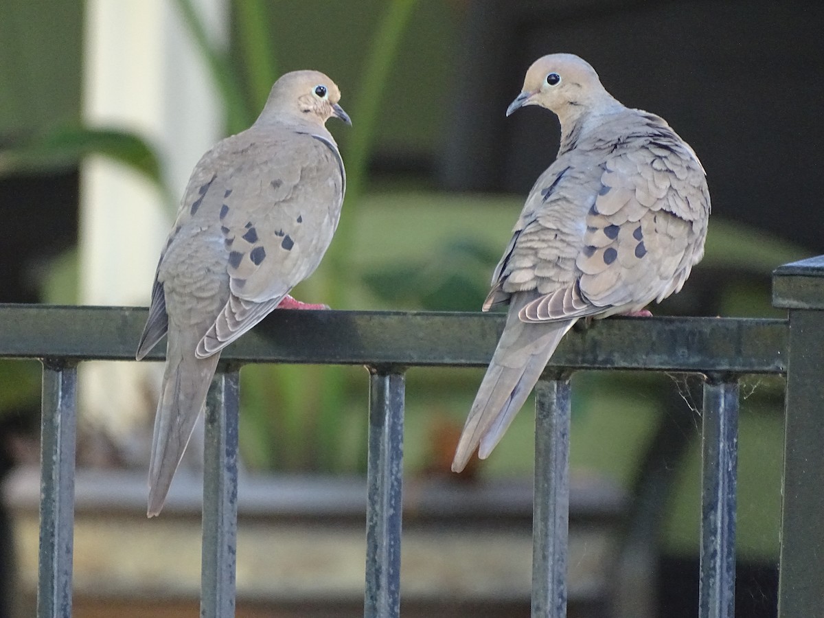 Mourning Dove - ML618350273