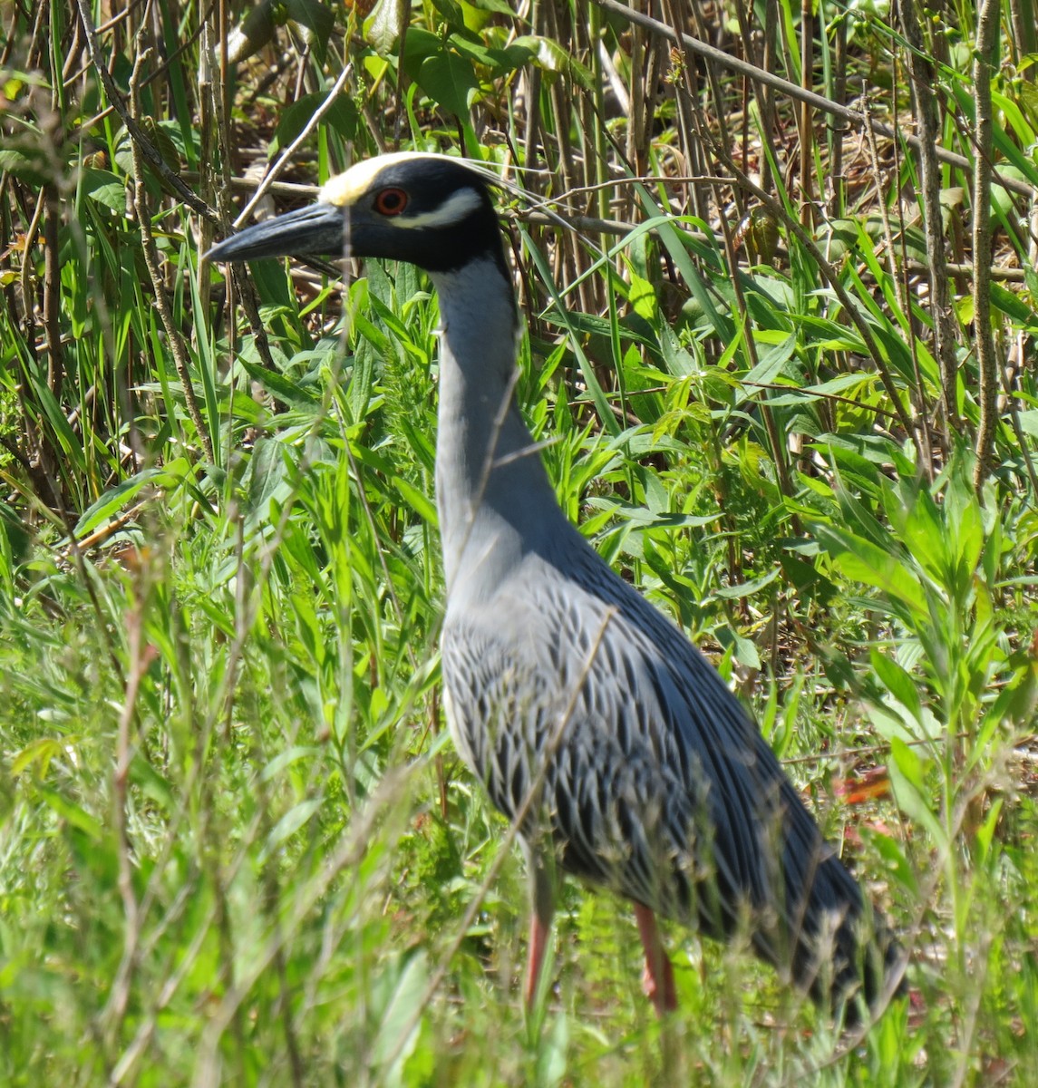 Yellow-crowned Night Heron - John Collins