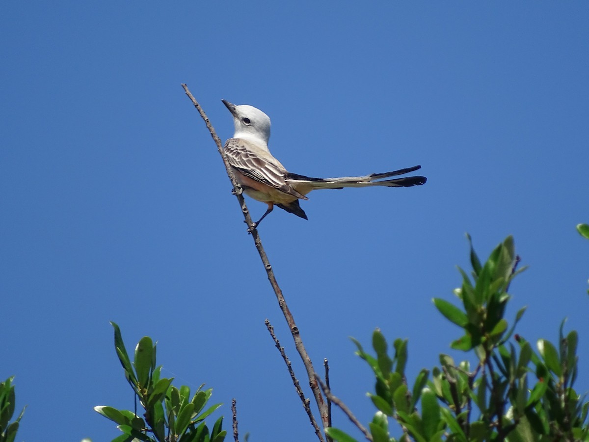 Scissor-tailed Flycatcher - Baylor Cashen