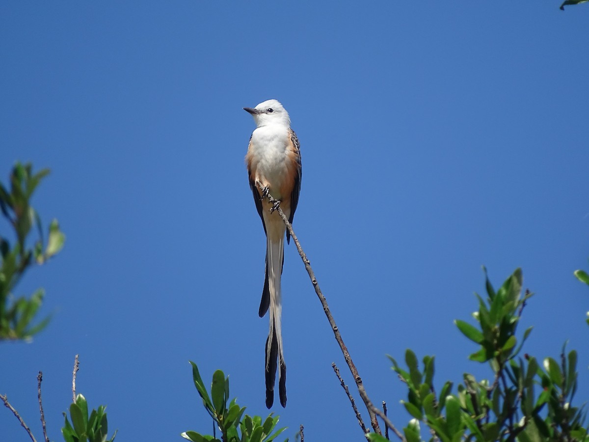 Scissor-tailed Flycatcher - Baylor Cashen