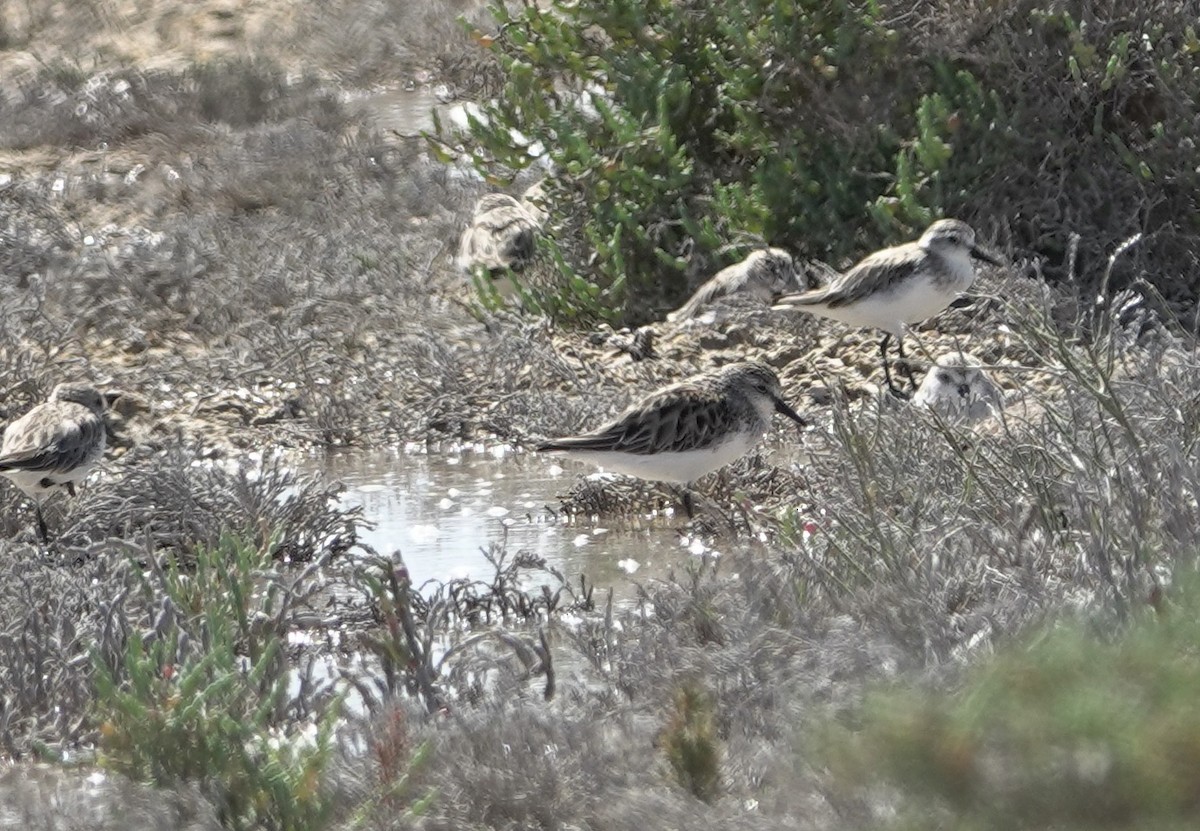 Rotkehl-Strandläufer - ML618350329