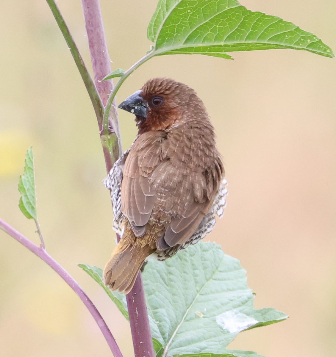 Scaly-breasted Munia - Diane Etchison