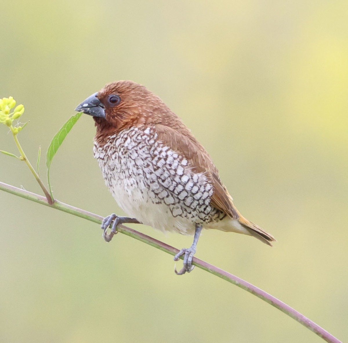 Scaly-breasted Munia - Diane Etchison