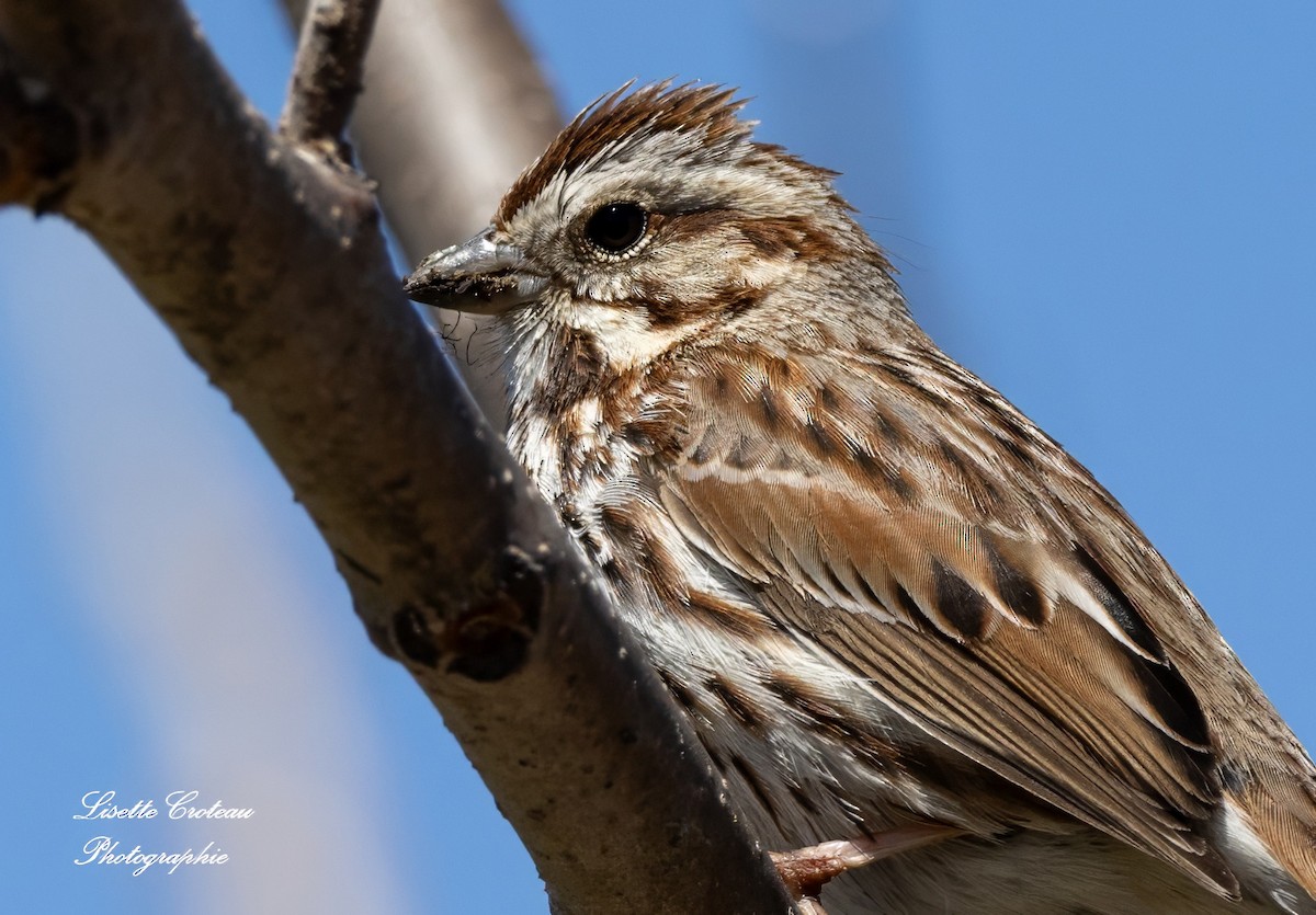 Song Sparrow - Lisette Croteau