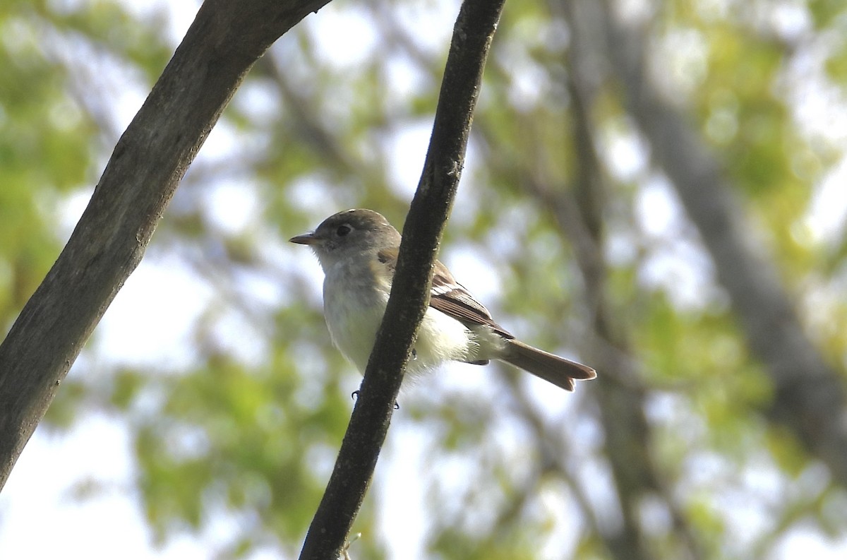 Least Flycatcher - Cindy  Ward