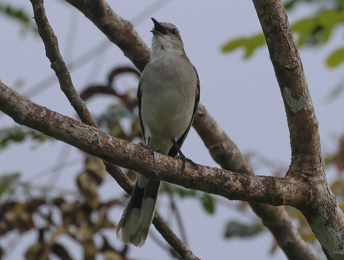 Tropical Mockingbird - Pam Rasmussen