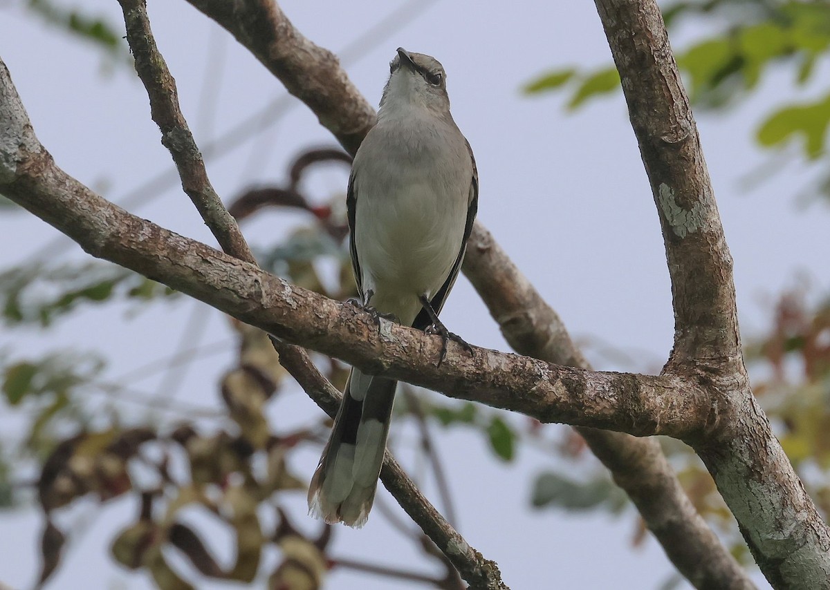 Tropical Mockingbird - Pam Rasmussen