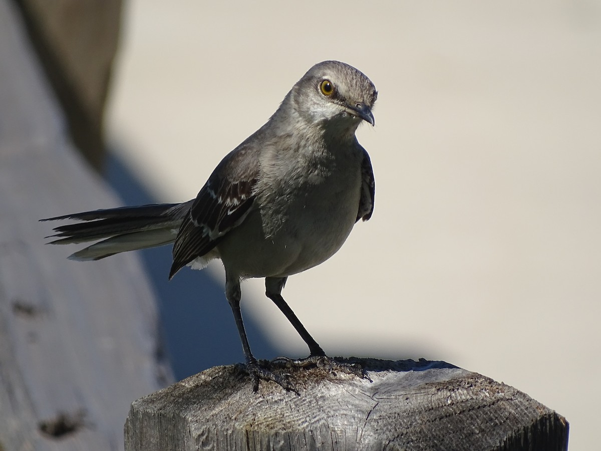 Northern Mockingbird - ML618350371