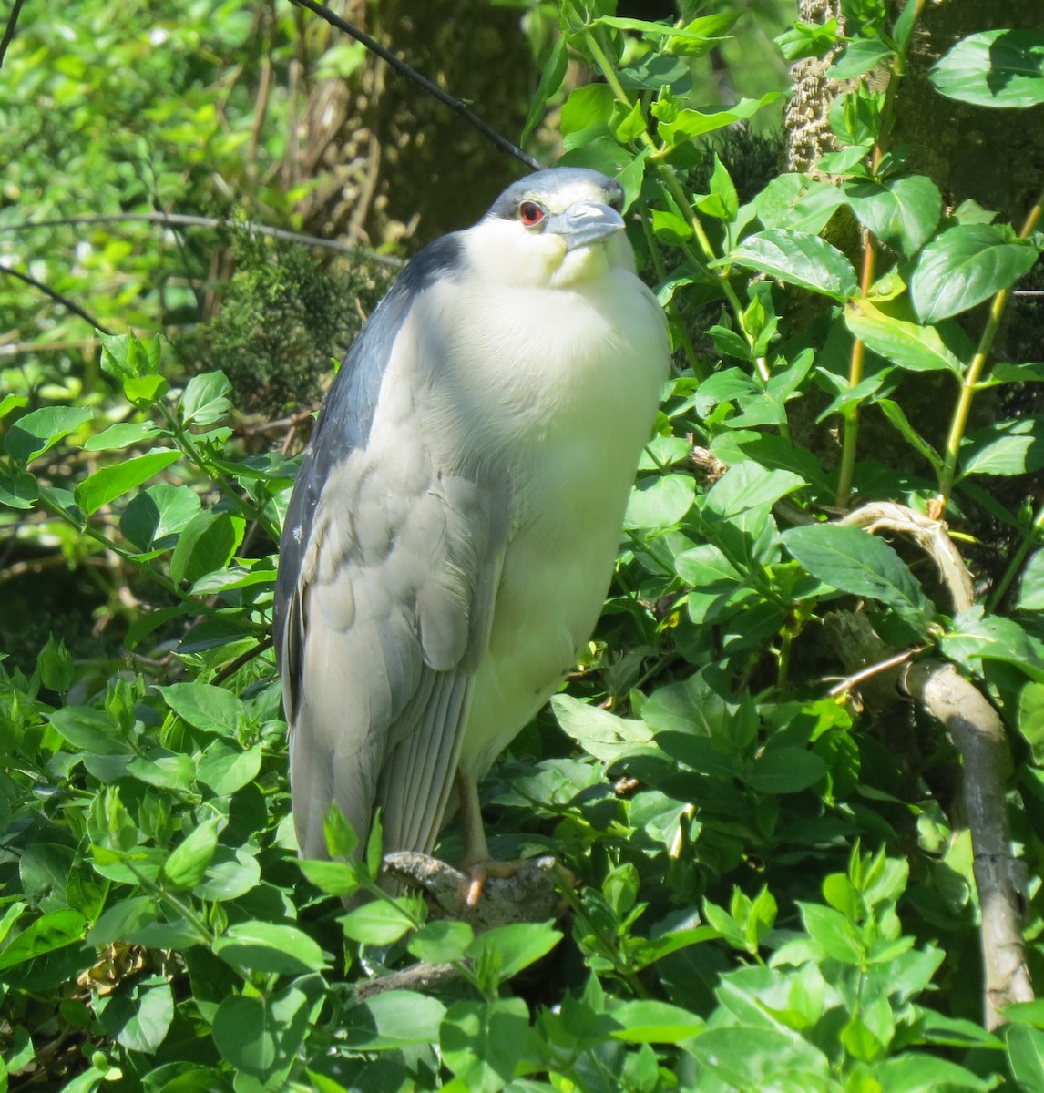 Black-crowned Night Heron - ML618350376