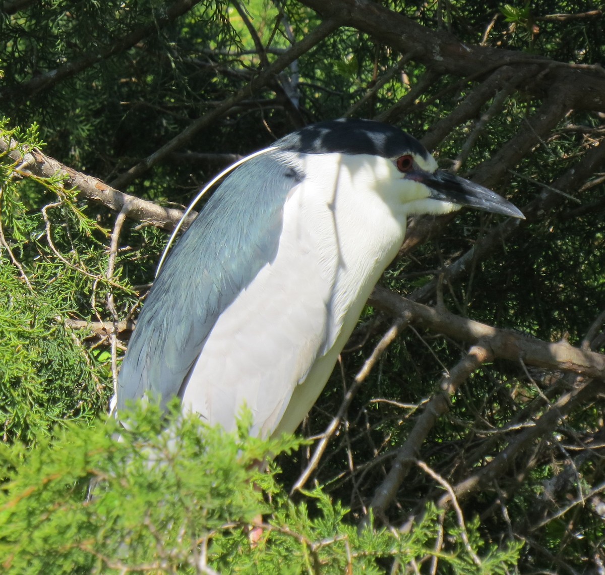 Black-crowned Night Heron - ML618350377