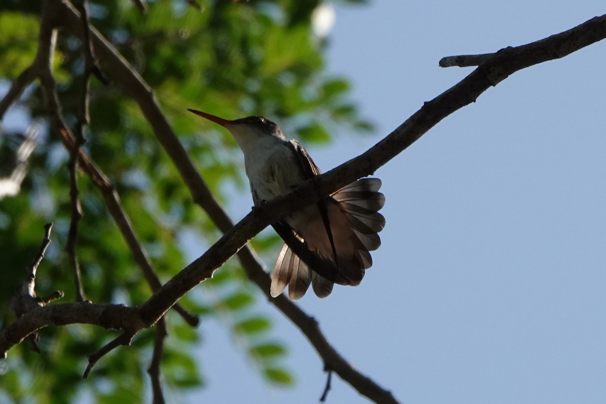 kolibřík helikóniový - ML618350383