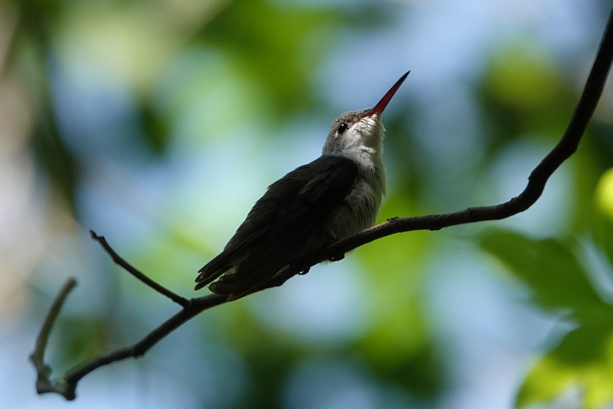 kolibřík helikóniový - ML618350384