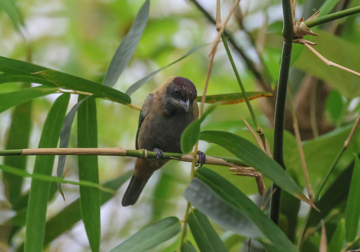 Lesser Antillean Tanager - ML618350409