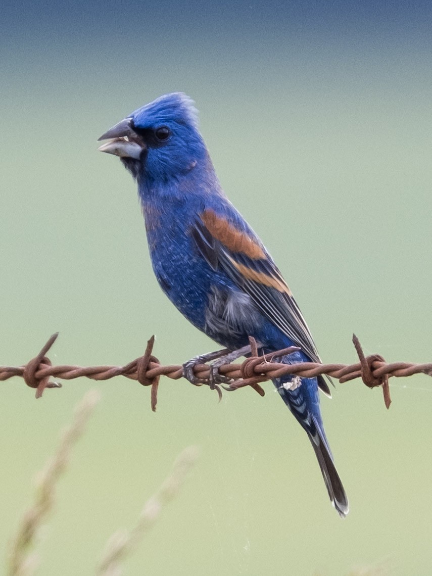 Blue Grosbeak - ML618350425