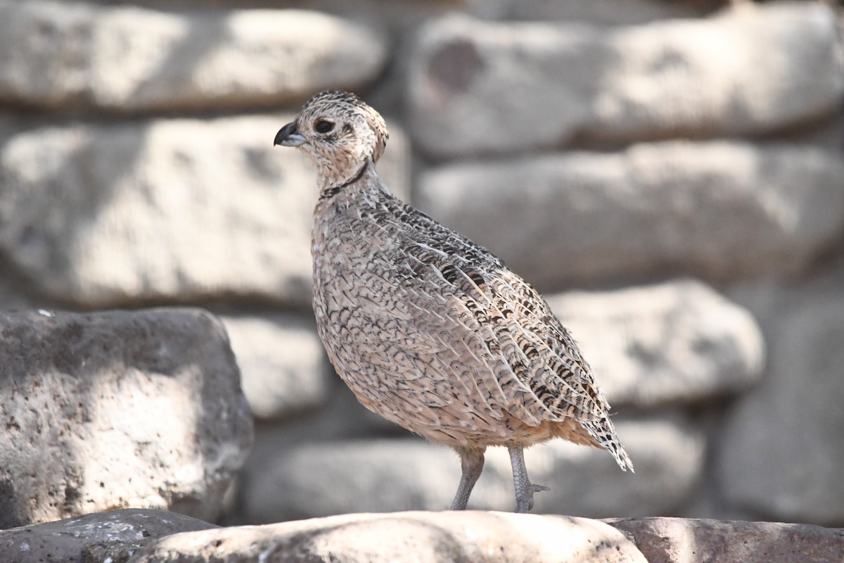 Montezuma Quail - ML618350445