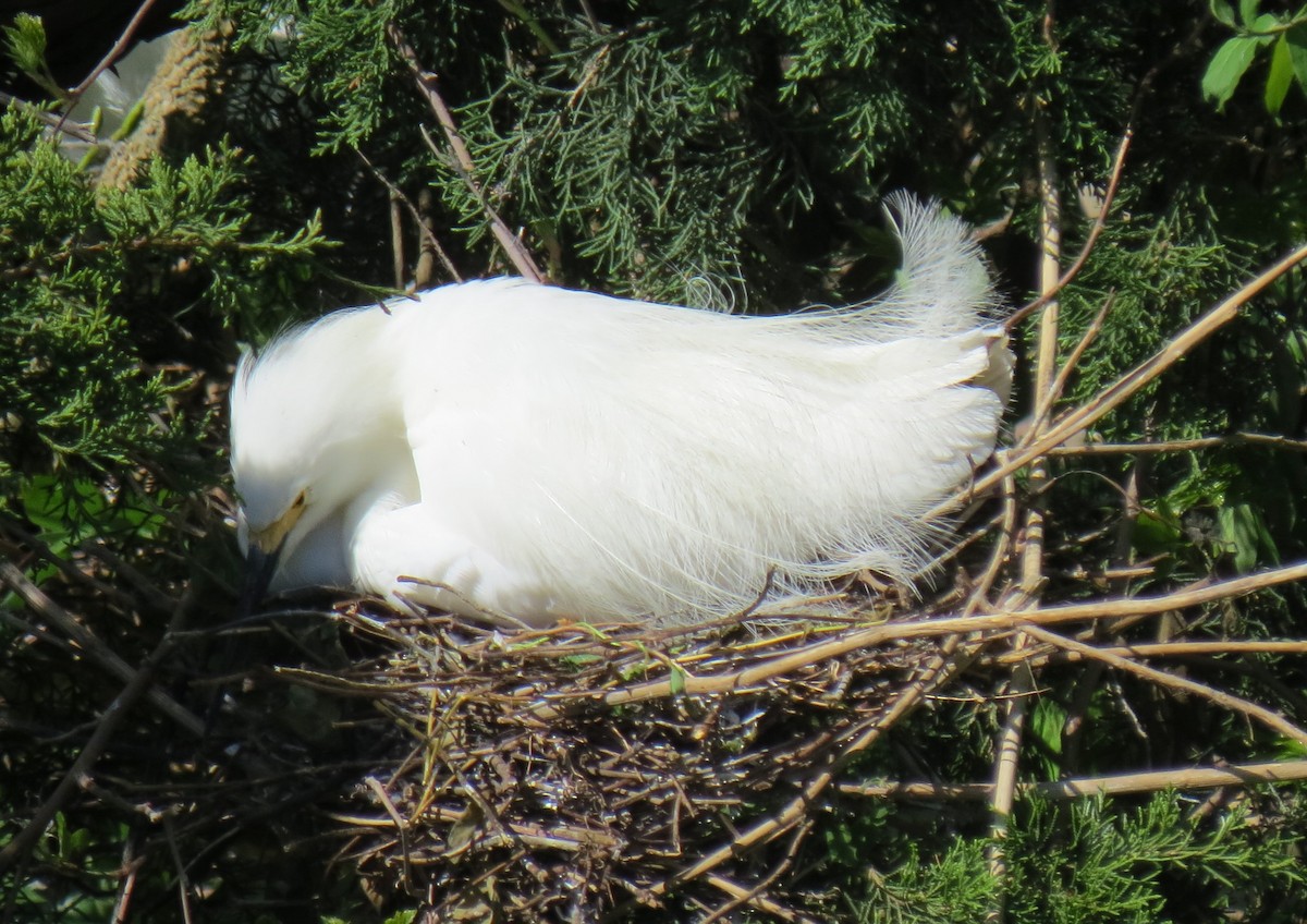 Snowy Egret - ML618350453