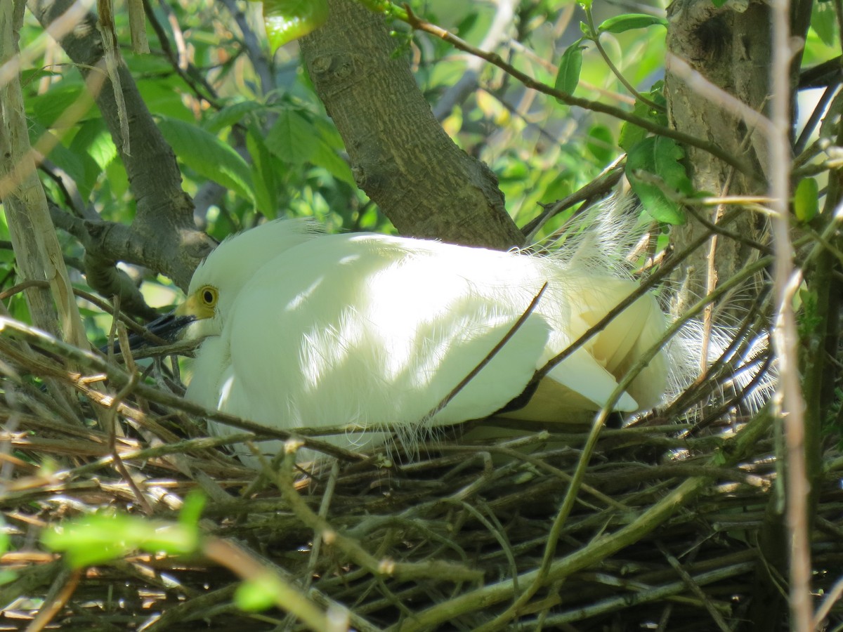 Snowy Egret - ML618350455