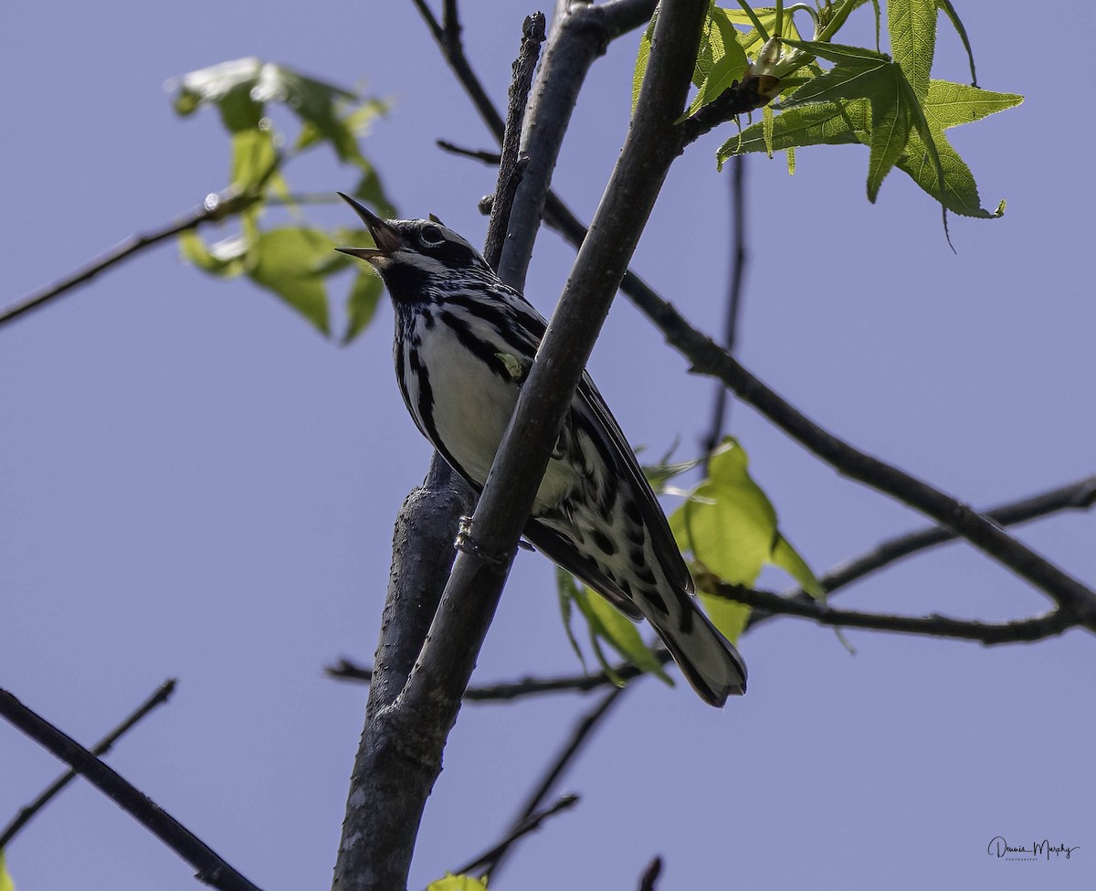 Paruline noir et blanc - ML618350463