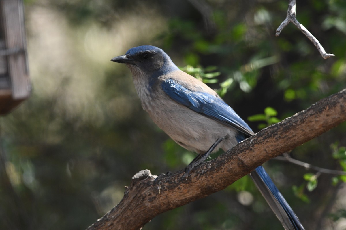 Woodhouse's Scrub-Jay (Woodhouse's) - ML618350470