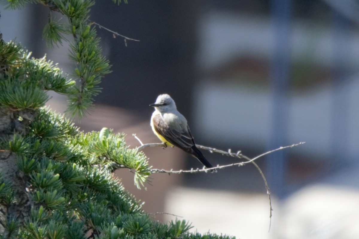 Western Kingbird - ML618350481