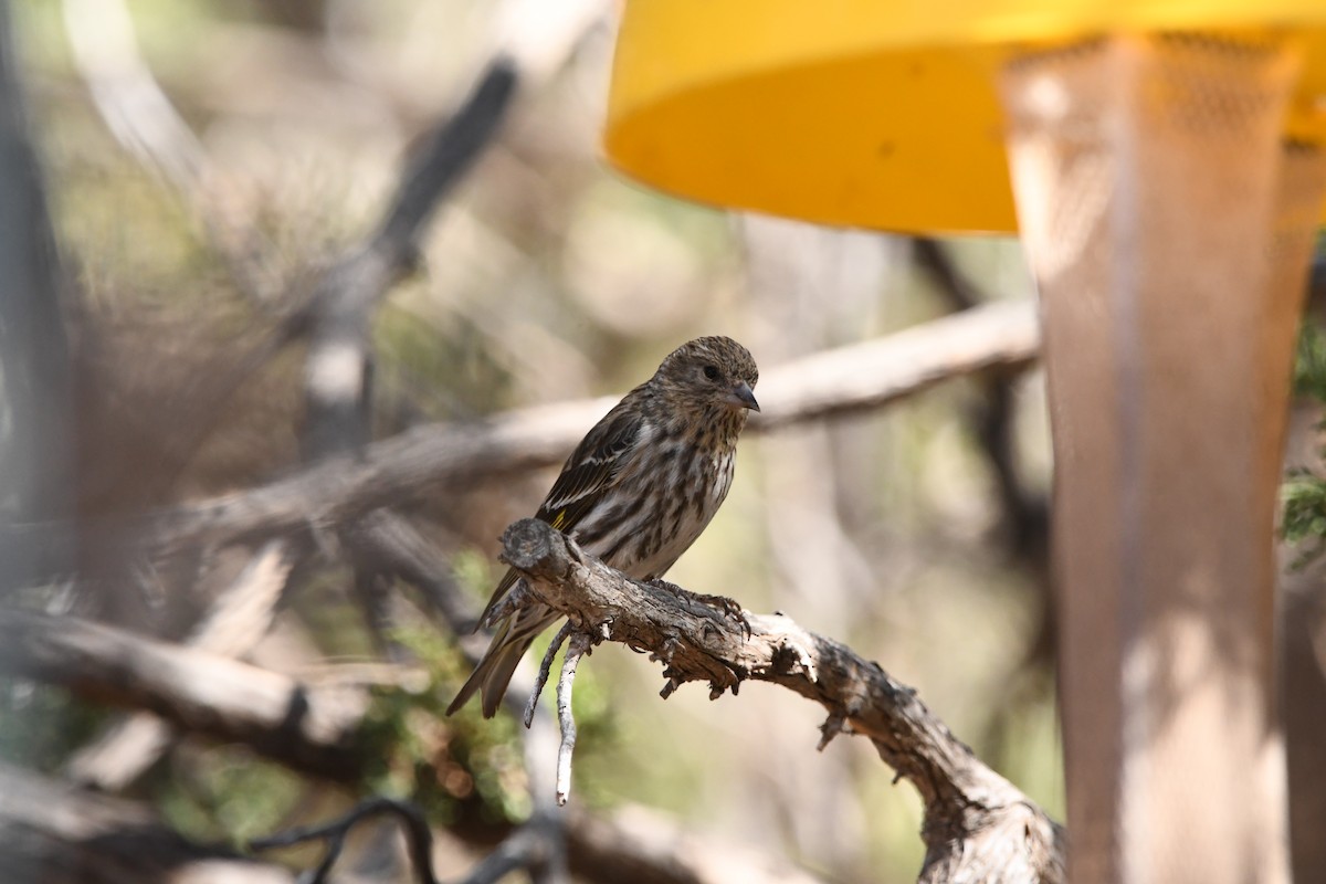 Pine Siskin - ML618350494